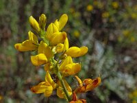 Calicotome spinosa 10, Saxifraga-Hans Grotenhuis