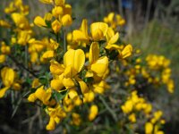 Calicotome spinosa 5, Saxifraga-Ed Stikvoort