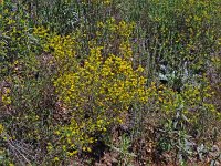 Calicotome spinosa 7, Saxifraga-Hans Grotenhuis