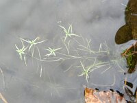 Callitriche brutia 3, Haaksterrenkroos, Saxifraga-Rutger Barendse