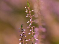 Calluna vulgaris 67, Struikhei, Saxifraga-Tom Heijnen
