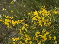 Calycotome infesta 4, Saxifraga-Jan van der Straaten