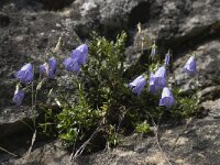 Campanula cochleariifolia 11, Saxifraga-Willem van Kruijsbergen