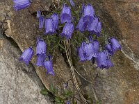 Campanula cochleariifolia 14, Saxifraga-Willem van Kruijsbergen