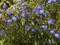 Campanula cochleariifolia 2, Saxifraga-Willem van Kruijsbergen