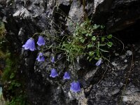 Campanula cochleariifolia 32, Saxifraga-Ed Stikvoort
