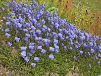 Campanula cochleariifolia 36, Saxifraga-Harry Jans