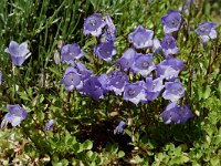 Campanula cochleariifolia 5, Saxifraga-Willem van Kruijsbergen