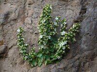 Campanula crispa 2, Saxifraga-Ed Stikvoort