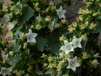 Campanula crispa 3, Saxifraga-Ed Stikvoort