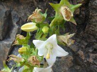 Campanula crispa 4, Saxifraga-Ed Stikvoort