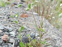 Campanula erinus 3, Saxifraga-Rutger Barendse