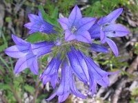 Campanula lingulata 5, Saxifraga-Jasenka Topic