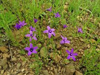 Campanula lusitanica 17, Saxifraga-Hans Grotenhuis