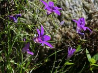 Campanula lusitanica 7, Saxifraga-Jeroen Willemsen