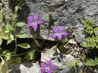 Campanula lusitanica ssp specularoides 4, Saxifraga-Jan van der Straaten