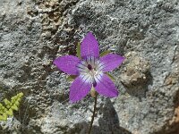 Campanula lusitanica ssp specularoides 5, Saxifraga-Jan van der Straaten