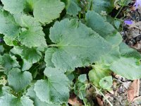 Campanula poscharskyana 11, Kruipklokje, Saxifraga-Rutger Barendse