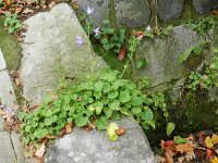 Campanula poscharskyana 12, Kruipklokje, Saxifraga-Rutger Barendse