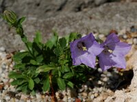 Campanula raineri 2, Saxifraga-Willem van Kruijsbergen