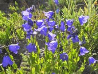Campanula rhomboidalis 7, Saxifraga-Harry Jans