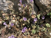 Campanula spatulata ssp sprunerana 2, Saxifraga-Jan van der Straaten