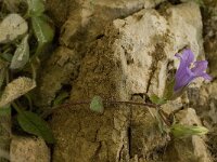 Campanula tubulosa 7, Saxifraga-Willem van Kruijsbergen