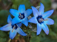 Campanula versicolor 5, Saxifraga-Harry Jans