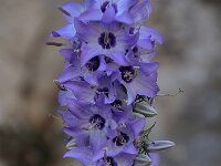Campanula versicolor 6, Saxifraga-Harry Jans
