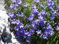 Campanula waldsteiniana 2, Saxifraga-Jasenka Topic