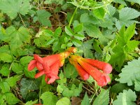 Campsis radicans 7, Saxifraga-Rutger Barendse