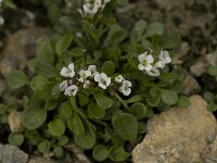 Cardamine alpina 6, Saxifraga-Willem van Kruijsbergen
