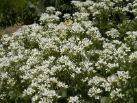 Cardamine asarifolia 2, Saxifraga-Marijke Verhagen