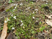 Cardamine corymbosa 2, Nieuw-Zeelandse veldkers, Saxifraga-Rutger Barendse