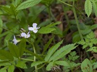Cardamine heptaphylla 14, Saxifraga-Jan Nijendijk