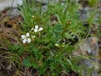 Cardamine resedifolia 3, Saxifraga-Ed Stikvoort