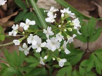 Cardamine trifolia 1, Saxifraga-Jasenka Topic