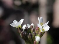 Cardaminopsis arenosa 2, Rozetsteenkers, Saxifraga-Rutger Barendse