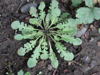 Cardaminopsis arenosa 4, Rozetsteenkers, Saxifraga-Rutger Barendse