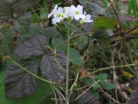 Cardaminopsis arenosa 6, Rozetsteenkers, Saxifraga-Rutger Barendse