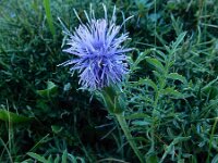 Carduncellus mitissimus 15, Saxifraga-Ed Stikvoort : Refugio de Aliva - Sotres s9900