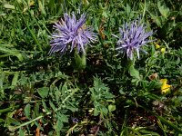 Carduncellus mitissimus 5, Saxifraga-Ed Stikvoort : ZW van Cordiñanes de Valdeón s9900