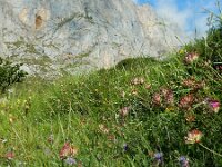 Carduncellus mitissimus 9, Saxifraga-Ed Stikvoort : ZW van Cordiñanes de Valdeón s9900