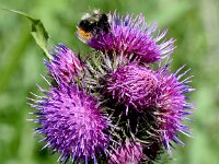 Carduus personata 10, Saxifraga-Sonja Bouwman  Great marsh thistle - Carduus personata - Asteraceae familie; Alp Trider (Zw)