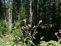 Carduus personata 5, Saxifraga-Jasenka Topic