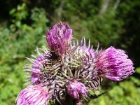 Carduus personata 6, Saxifraga-Jasenka Topic
