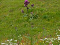 Carduus personata 8, Saxifraga-Ed Stikvoort