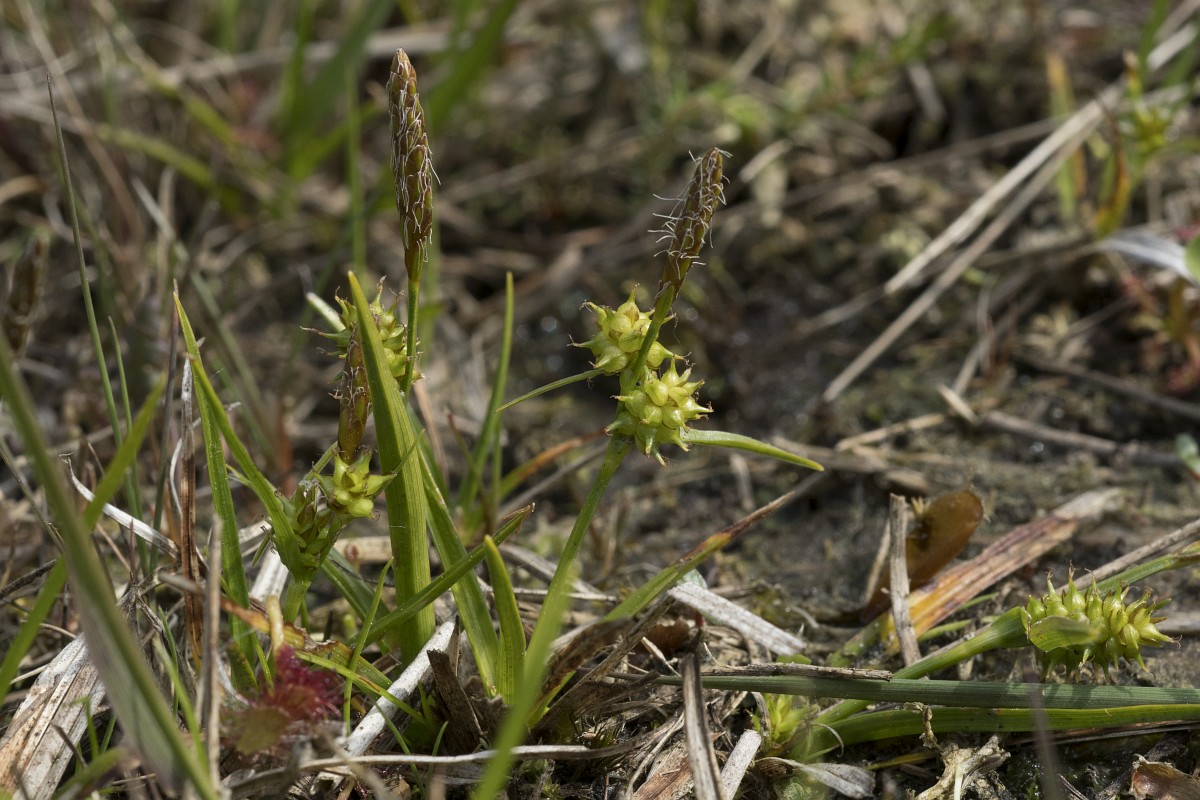 Carex caryophyllea, Spring-sedge