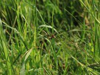 Carex ligerica 2, Rivierduinzegge, Saxifraga-Hans Boll