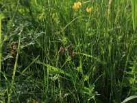 Carex ligerica 3, Rivierduinzegge, Saxifraga-Hans Boll